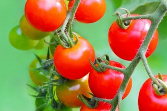 トマトの連作障害に効果的 プランターの土を再利用する方法
