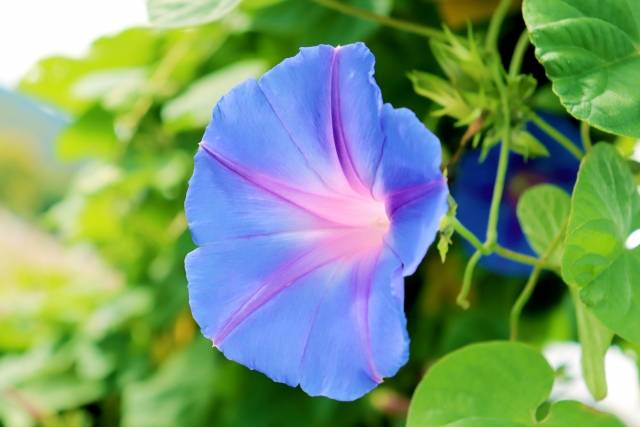 朝顔の花言葉が怖い 実はそんなに恐怖の花だったの