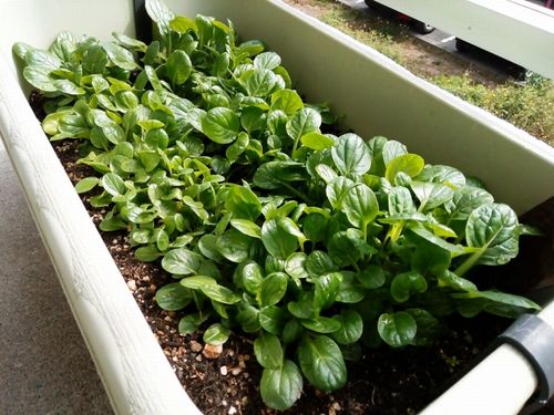 ベランダ菜園を始めるなら 春に植える初心者におすすめをご紹介