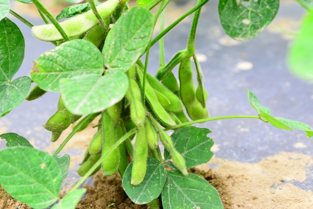 枝豆の栽培を始めるのに最適な時期は 寒い時期には育たないの